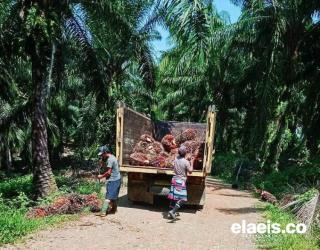 Derita Petani Sawit di Bengkulu Selatan dan Kaur Sama; Harga TBS Stagnan di Tengah Musim Trek 