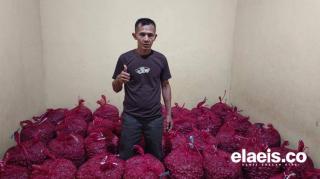 Petani Sawit di Bengkulu Berhasil Raih Keuntungan Besar dengan Berkebun Bawang Merah