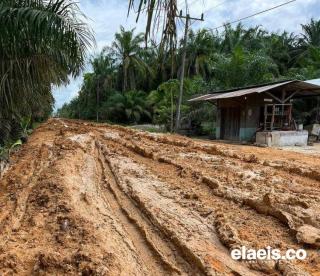 Harga di Aceh Timur Sudah Lumayan, tapi Sekitar Separoh dari Hasil Sawit Disedot Biaya Transportasi