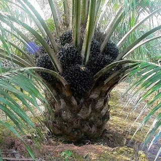 Bibit Jenis Simalungun Bisa Bikin Petani Tajir