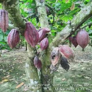Menyelamatkan Kebun Kakao yang Menyusut Akibat Ekspansi Sawit