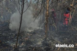 Sekitar 3.000 Hektar Lahan Terbakar di Ketapang, Mayoritas Kebun Sawit Milik Petani Swadaya