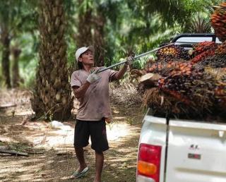 Soal Pekerja, Perusahaan Sawit di Seluma Diminta Terbuka 