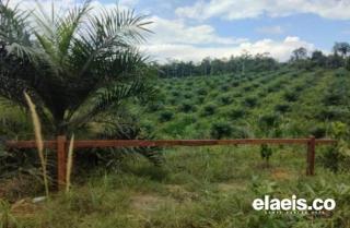 22 Perusahaan Kelapa Sawit di Riau Ajukan Pelepasan Kawasan Hutan