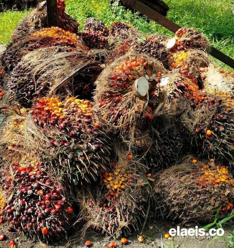 Pabrik Kelapa Sawit di Bengkulu Belum Sesuaikan Harga, Petani Dirugikan