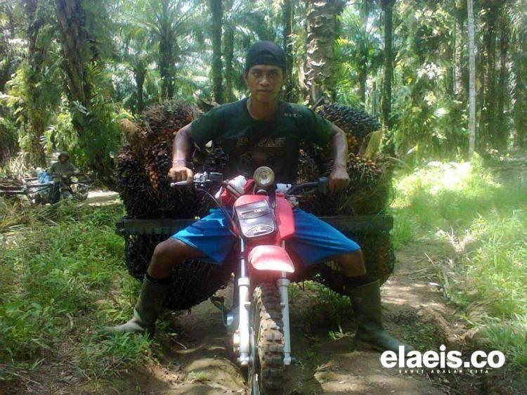 Petani Kelapa Sawit Diingatkan Wajib Pakai Helm, Polisi akan Pasang ETLE di Sejumlah Titik