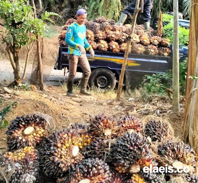 Curah Hujan Rendah, Produksi Kebun Sawit di Banten Merosot Sampai 20 Persen