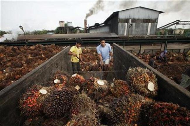 Ternyata PKS Tidak Hadir dalam Rapat Penetapan Harga Sawit Tidak Menjadi Soal, Asalkan Begini 