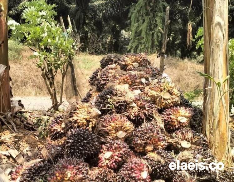 Harga Kelapa Sawit di Kalteng Naik Rp98,65/Kg, untuk Periode Agustus Dibeli Segini