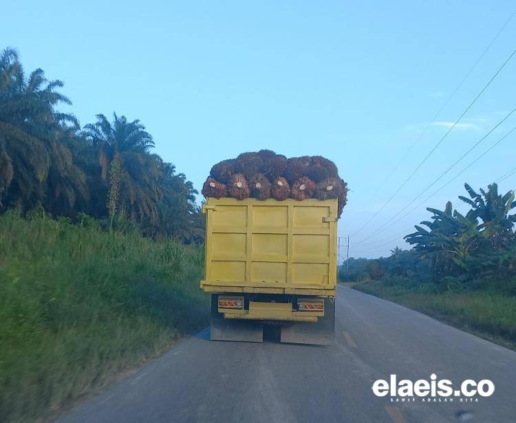 Harga Penjualan CPO di 15 Perusahaan Sawit Riau Naik, Cek Disini