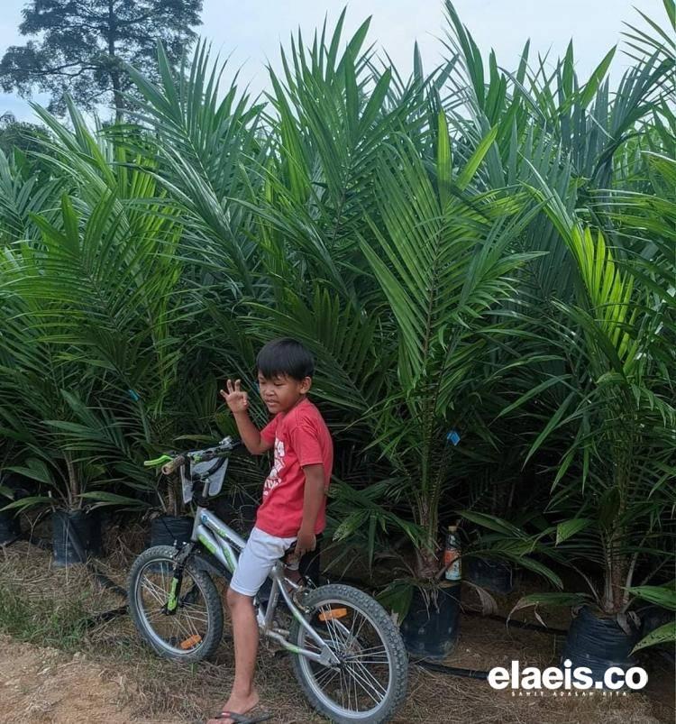 Yang Asli Mahal, Petani Ini Pilih Bibit Sawit Palsu 