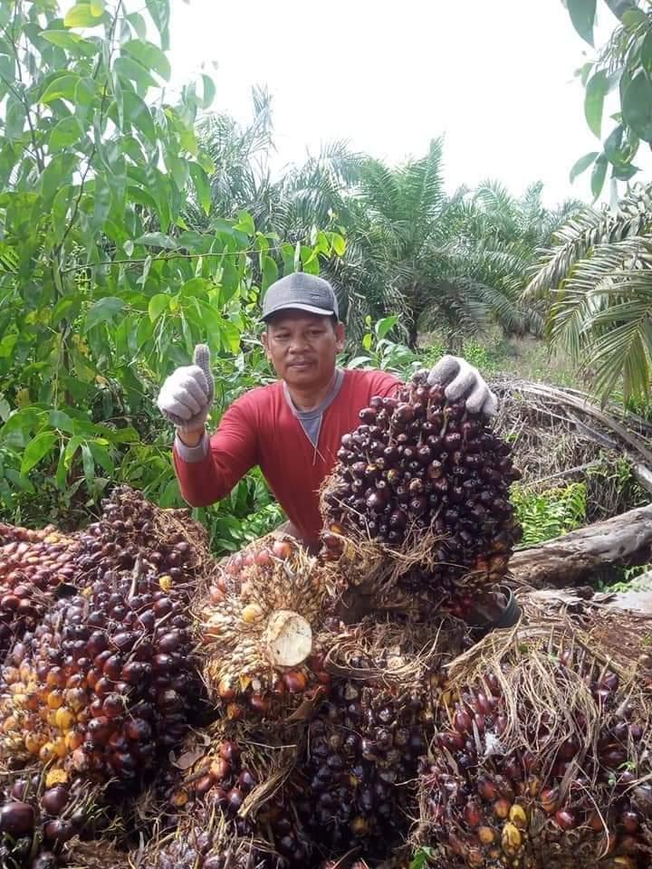 Aplikasi Pupuk NPK yang Tepat akan Menghasilkan Buah Sawit yang Optimal