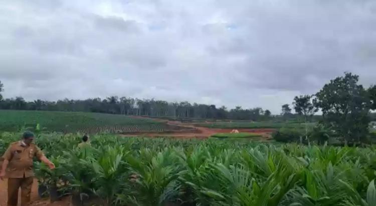 Petani Diminta Jangan Buang Energi Rawat Sawit Abal-abal