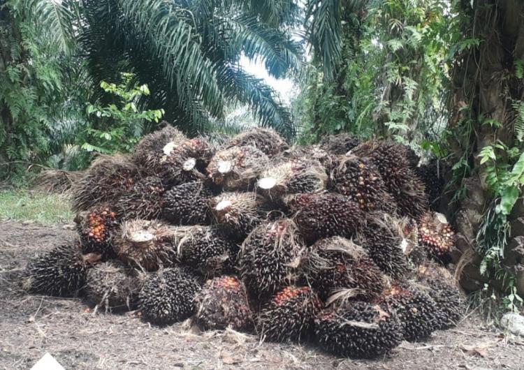 Sawit Tak Dipupuk tapi Tetap Berbuah, Patenkah?