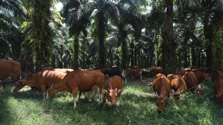 Imbas Integrasi Sawit-Sapi: Bisa Melindungi Petani dari Fluktuasi Harga Sawit