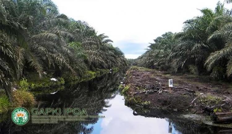 Begini Persiapan Tanam Agar Sawit Tumbuh Optimal