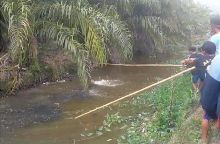 Buaya yang Terkam Warga di Parit Kebun Sawit Akhirnya Tewas Dibantai