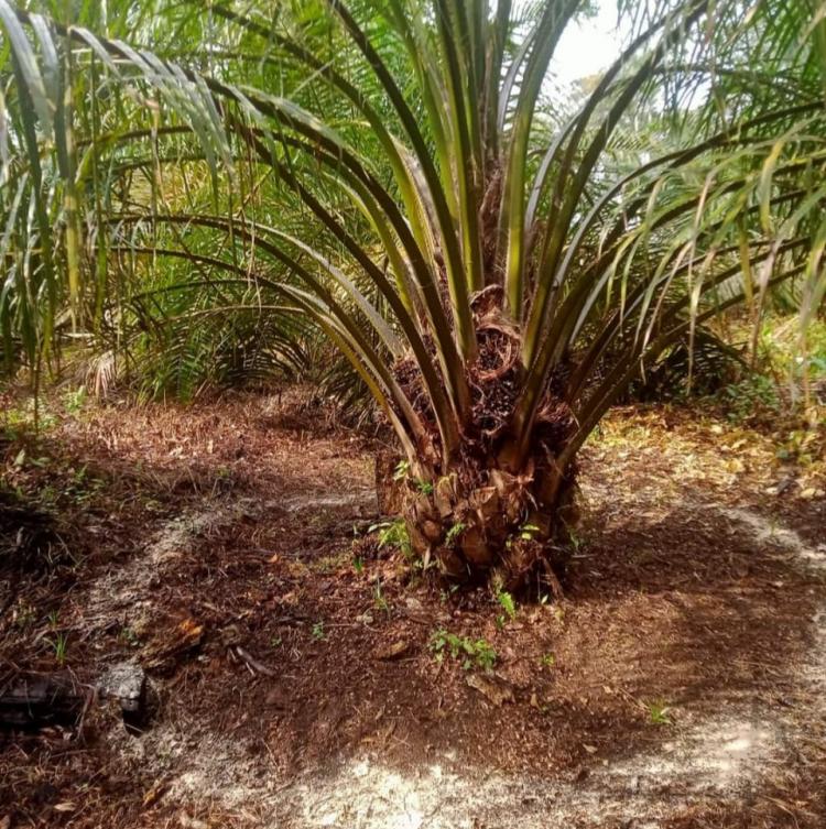 Petani Sawit di Bengkulu Belum Bisa 