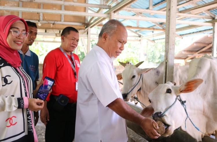 Brida Sulteng Kembangkan Pakan Ternak Ruminansia Besar Berbasis Bahan Lokal