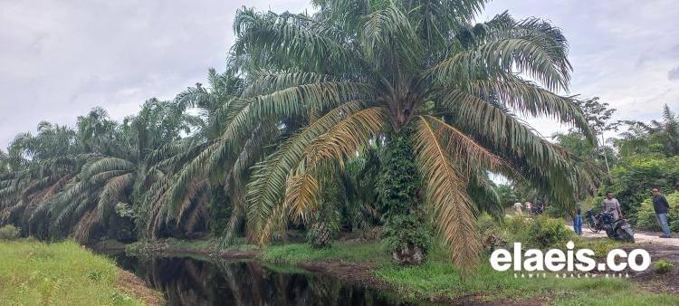 Petani Dukung Pemerintah Berantas Perusahaan Perkebunan Sawit Tanpa Izin