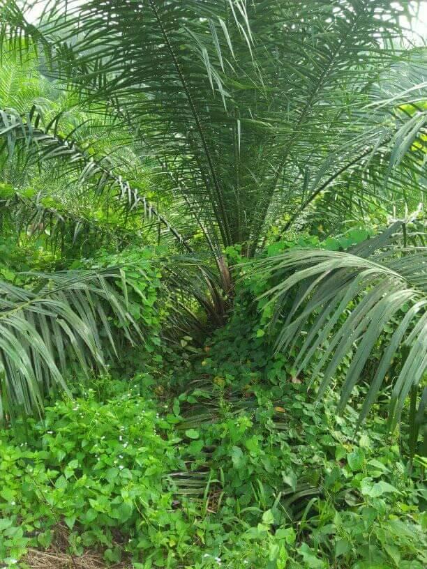 Kurangnya Perawatan Menyebabkan Rendahnya Produktivitas Kebun Sawit Rakyat