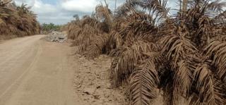 Dilintasi Truk Batu Bara, Kebun Sawit Tertutup Debu Tebal, Petani Minta Ganti Rugi