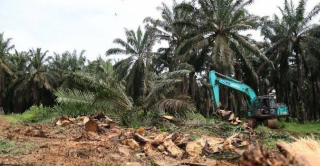 Program PSR: 500 Hektar Kebun Sawit di Konawe Selatan Tunggu Rekomtek