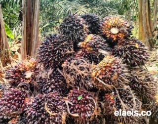 Terdongkrak CPO, Harga Kelapa Sawit di Sumut Naik Menjadi Rp2.546,27/Kg