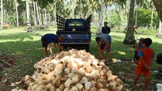 Banyak Petani Kelapa di Maje Beralih Tanam Sawit, ini Alasannya