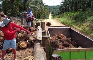 Pemotongan Berat TBS di PKS Masih Terjadi, Alasannya Dinilai Tidak Objektif