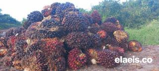 Produktivitas Kebun Sawit di Kabupaten Bengkulu Selatan Mulai Lesu 