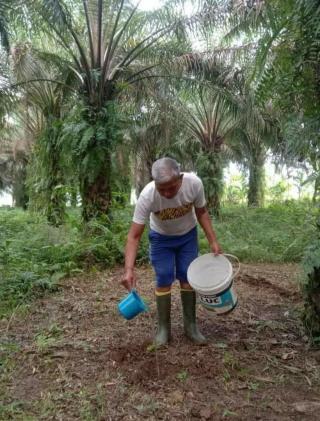 Tekan Biaya Produksi, Petani Sawit Diajak Pakai Pupuk Organik