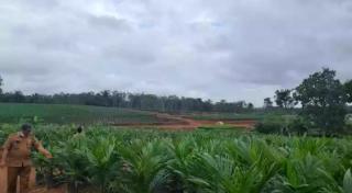 Petani Diminta Jangan Buang Energi Rawat Sawit Abal-abal