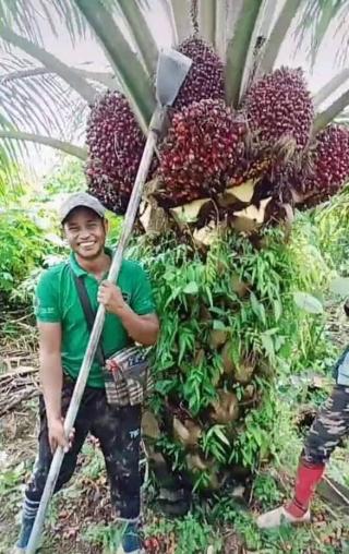 Petani Harus Sesuaikan Jenis Pupuk dengan Kebutuhan Sawit