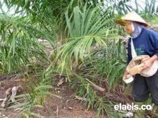 APKS Bengkulu Minta Pemerintah Salurkan Pupuk Subsidi Sesuai Kategori Ekonomi Petani