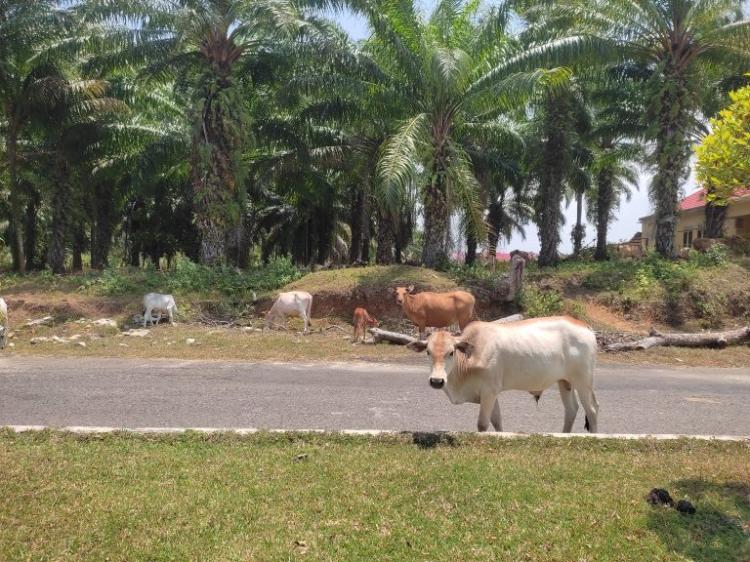 Sudah 80 Ekor Diamankan, Petani Sawit Diminta Kandangkan Ternaknya