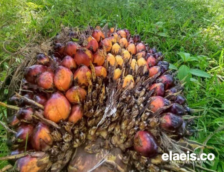 Harga TBS Sawit Mitra Swadaya di Riau Turun Jadi Rp 2.412,21/Kg 