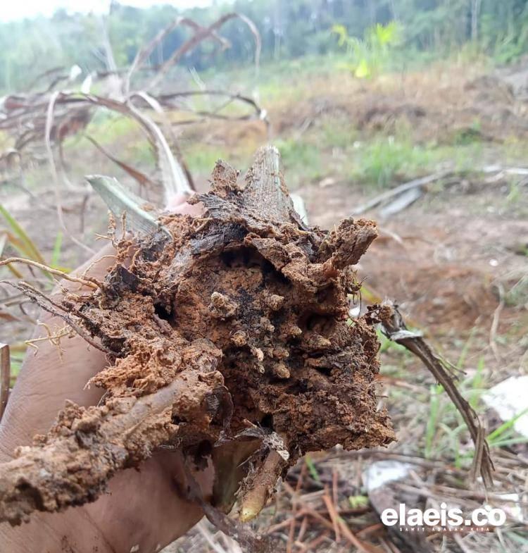 Tak Hanya Produksi yang Anjlok, Kemarau Panjang Juga Bikin Tanaman Sawit Mati, di Daerah Ini Buktinya!