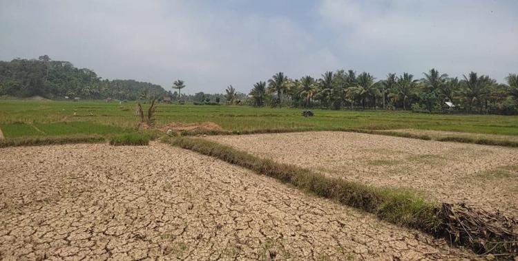 Sawit Penyelamat Ekonomi Bagi Petani Padi di Kabupaten Kaur 