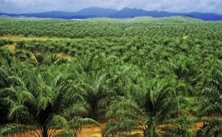 Petani Ini Mengaku Ekonominya Terdongkrak Berkat Program Era Orde Baru yang Dipimpin Pak Harto