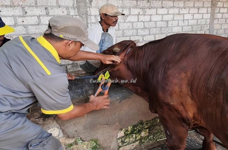 Belasan Ribu Ternak Sapi di Seluma Dipasangi Eartag, ini Fungsinya