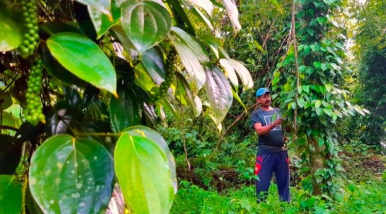 Berkebun Sawit di Kawasan Hutan, Ratusan Petani Daftar Program Perhutanan Sosial