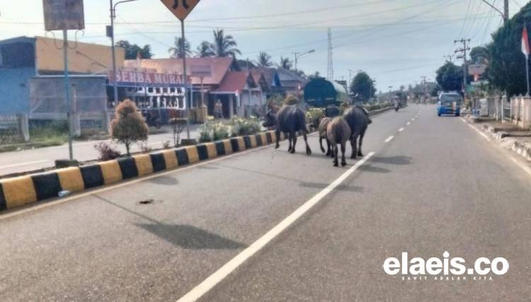 Tekan Resiko Kecelakaan, Satpol PP Mukomuko Minta Petani Sawit Mengandangkan Ternaknya