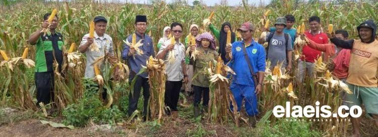 Distankan dan Poktan Jaya Tani Lakukan Panen Jagung Bersama Hasil Tumpang Sari dengan Sawit