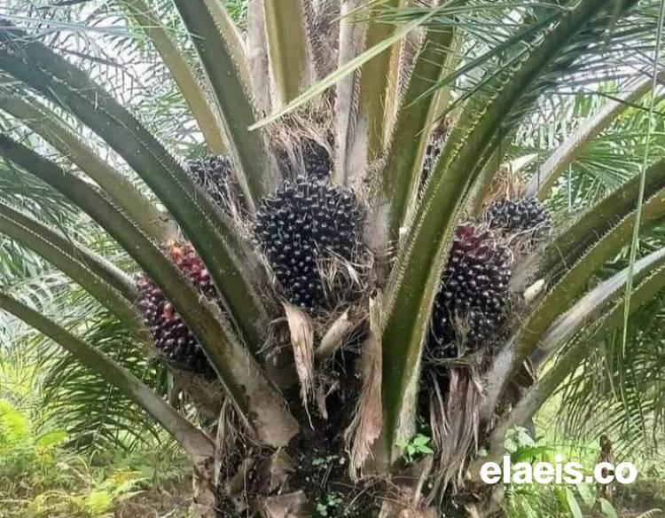 Biar Nggak Ketipu, APKS Bengkulu Kasih Akses Bibit Sawit Unggul ke Petani   