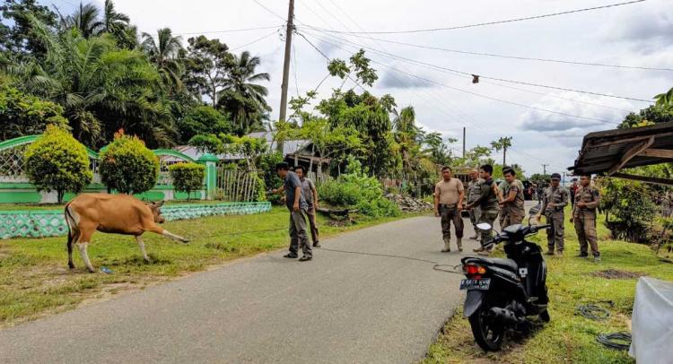 Sapi yang Berkeliaran di Jalanan Bengkulu Selatan Bakal Ditindak Tegas, Pemilik Kena Denda Rp25 Juta