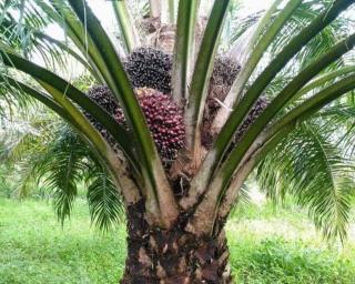 Varietas Simalungun Bisa Bikin Kantong Petani Sawit Tebal 