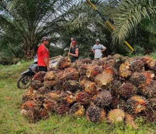 Begini Kondisi Harga Petani Swadaya di Sumut