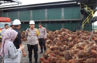 Kabar Bagus Buat Petani di Jambi, Harga TBS Naik Rp 37,63/Kg