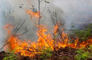 Karhutla Terjadi Secara Sporadis di Bengkulu Tengah, Damkar 